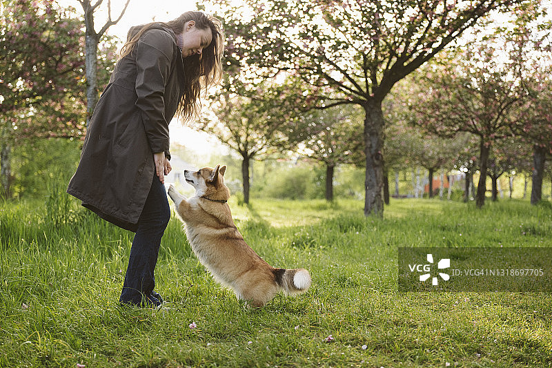 年轻女子在公园里和她的狗玩耍，樱花盛开图片素材