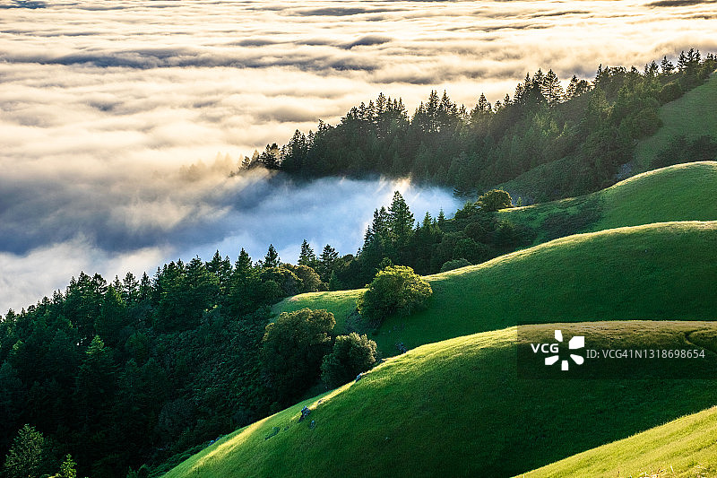 美国加利福尼亚州滚动的绿色山丘图片素材