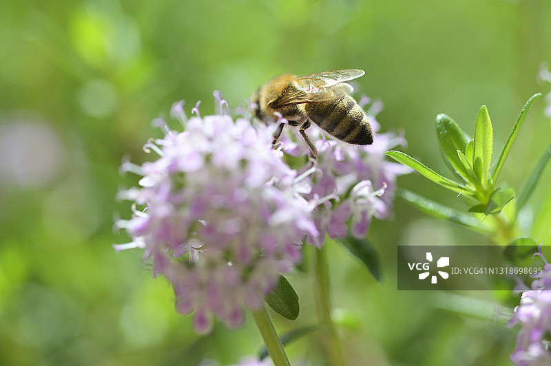 蜜蜂在薄荷花上图片素材