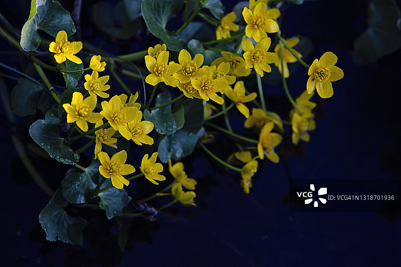 沼泽金盏花图片素材