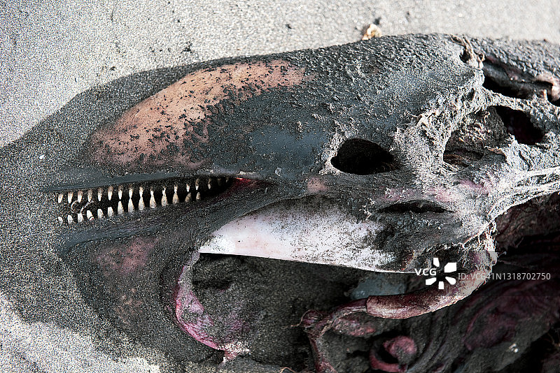 死鱼特写图片素材