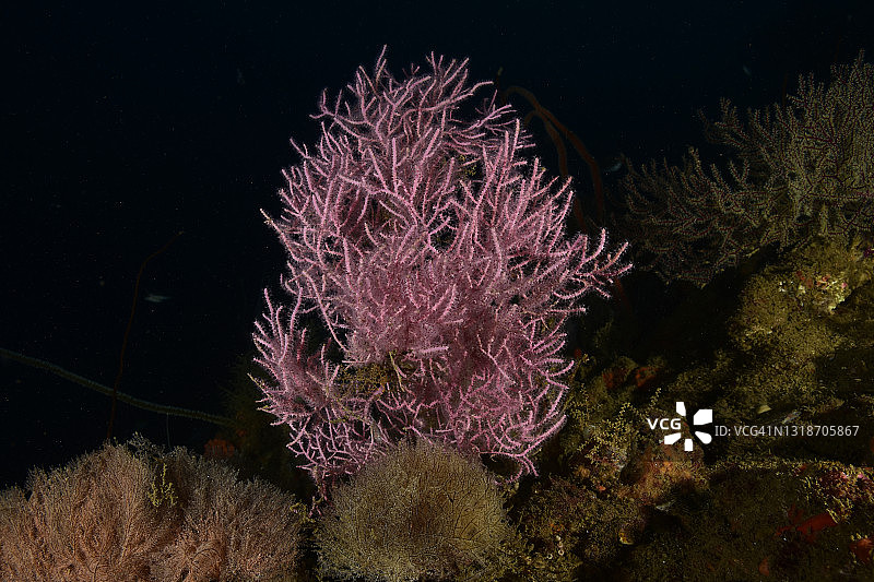 胭脂红海浪图片素材