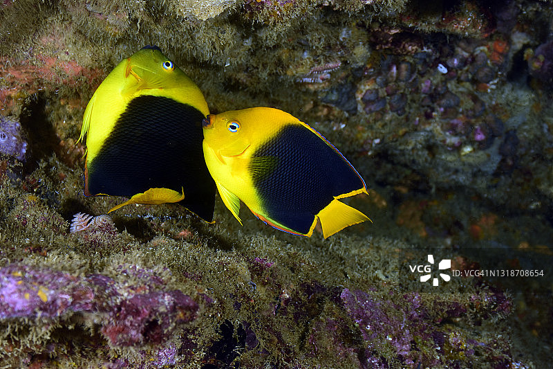 摇滚美女演奏。图片素材