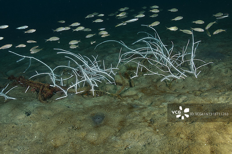 长海鞭图片素材