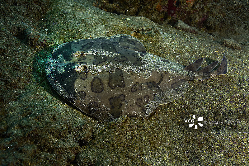 小电鳐图片素材