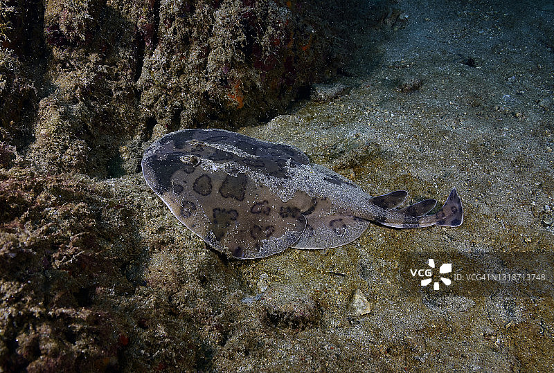 小电鳐图片素材