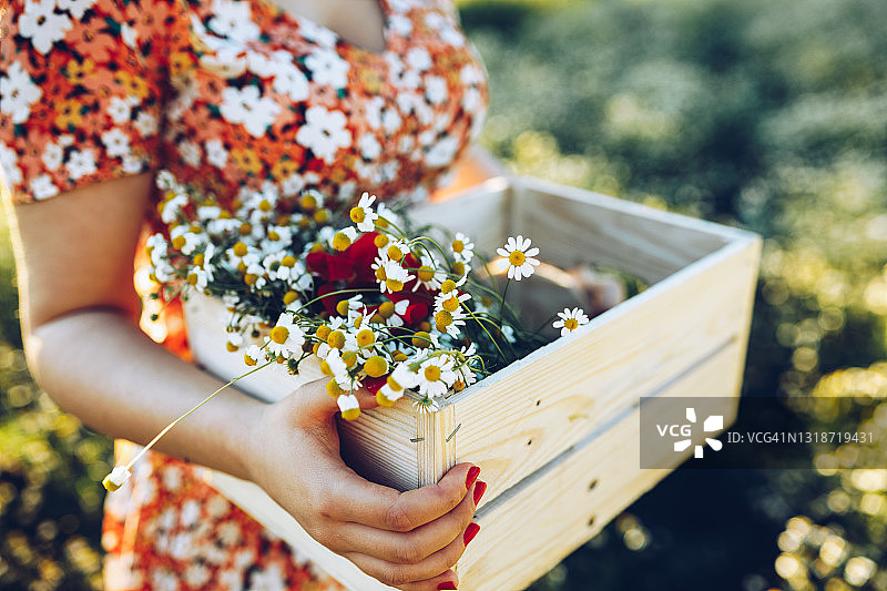 美丽的洋甘菊田野图片素材