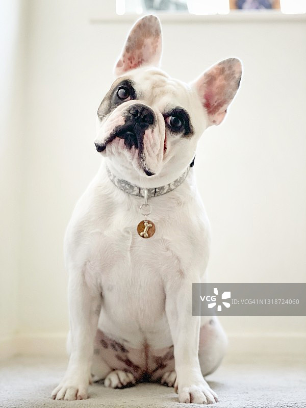花色法国斗牛犬肖像图片素材