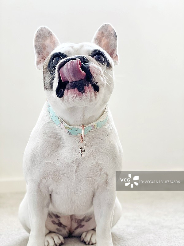 花色法国斗牛犬肖像图片素材
