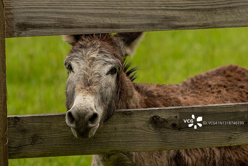 从栅栏偷看的驴图片素材