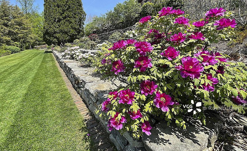 露台墙边的紫色牡丹图片素材