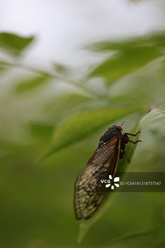 美国布卢明顿：栖息在树枝上的蝉图片素材