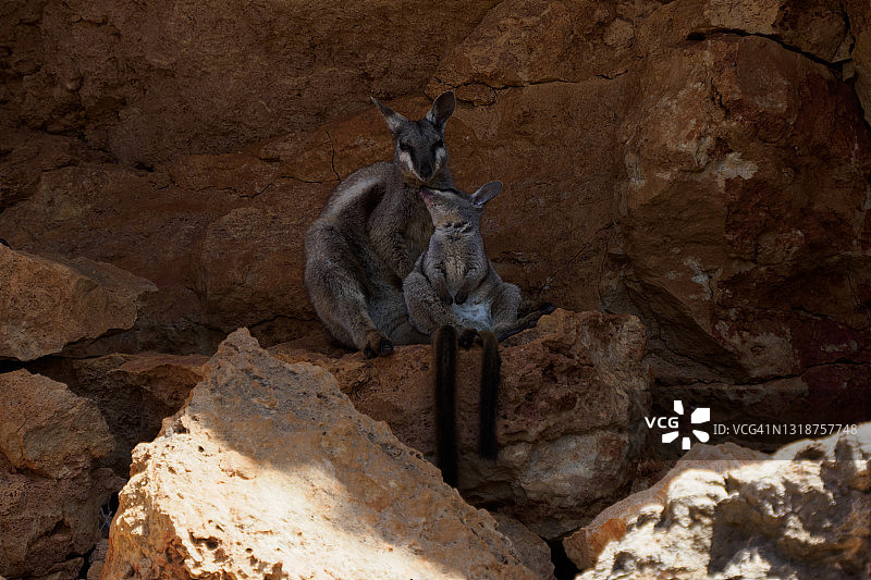 黑足岩袋鼠图片素材