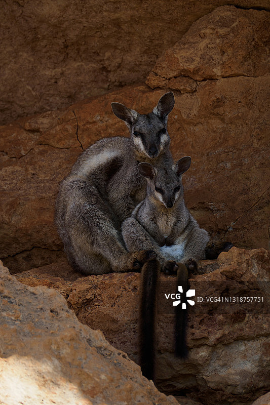 黑足岩袋鼠图片素材