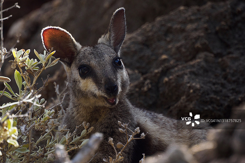 黑足岩袋鼠图片素材