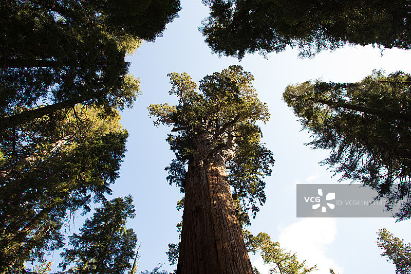 巨型红杉树图片素材