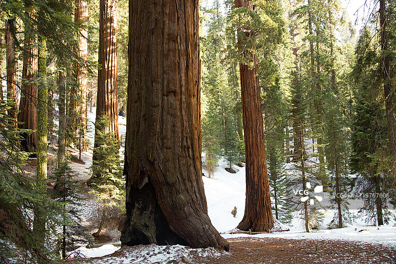 巨型红杉树图片素材