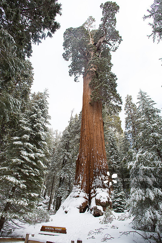 红杉国家公园图片素材