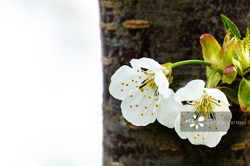 两朵海棠花与树皮背景图片素材