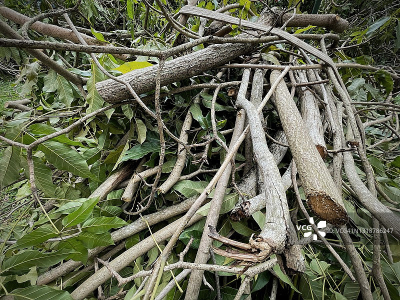 被砍伐的树木图片素材