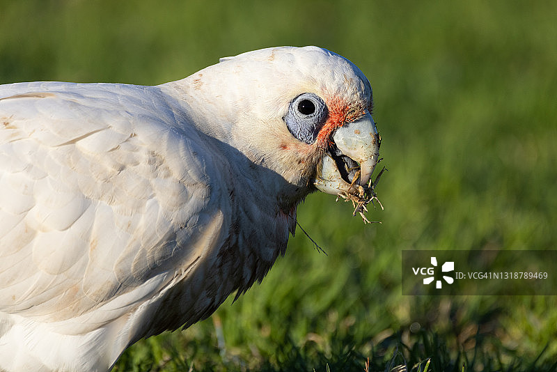 草坪上的小葵花鹦鹉图片素材