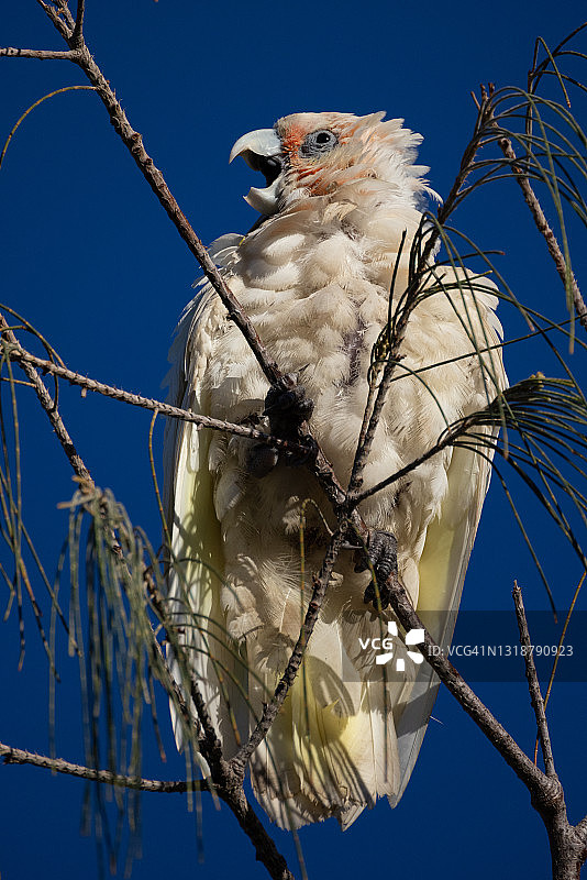 小葵花凤头鹦鹉图片素材