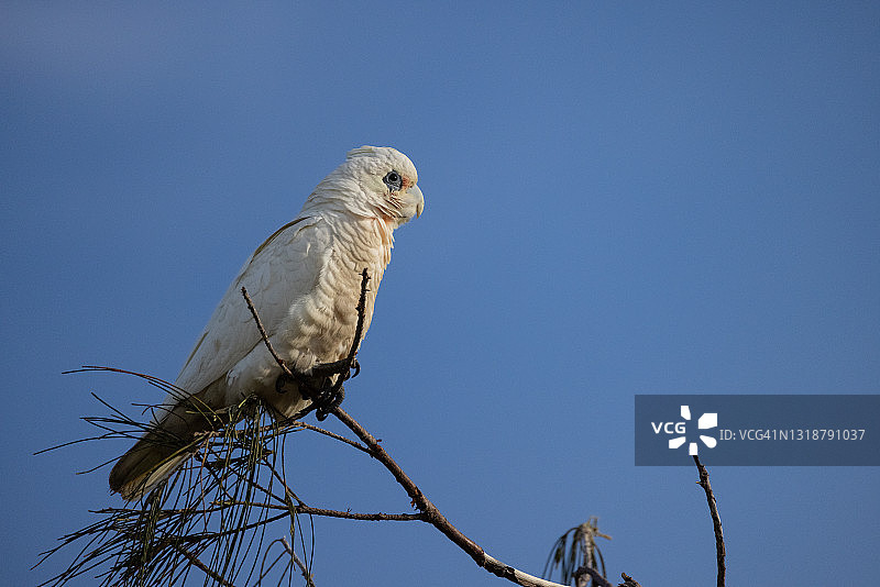小葵花凤头鹦鹉图片素材