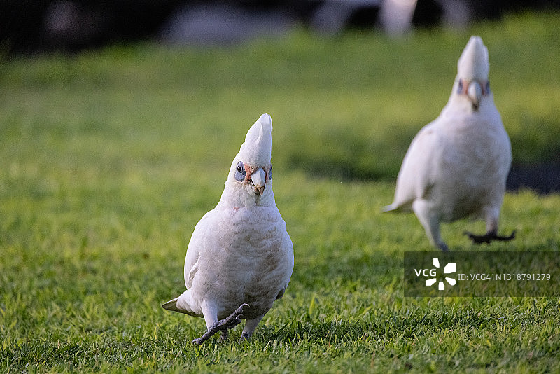 草地上的小葵花凤头鹦鹉图片素材