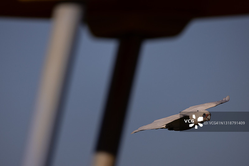 飞行中的小葵花凤头鹦鹉图片素材