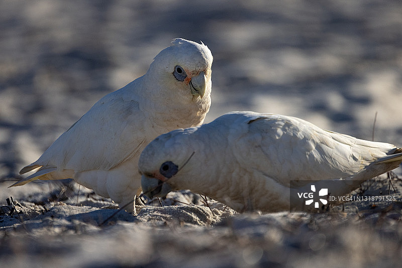 海滩上的小葵花凤头鹦鹉图片素材