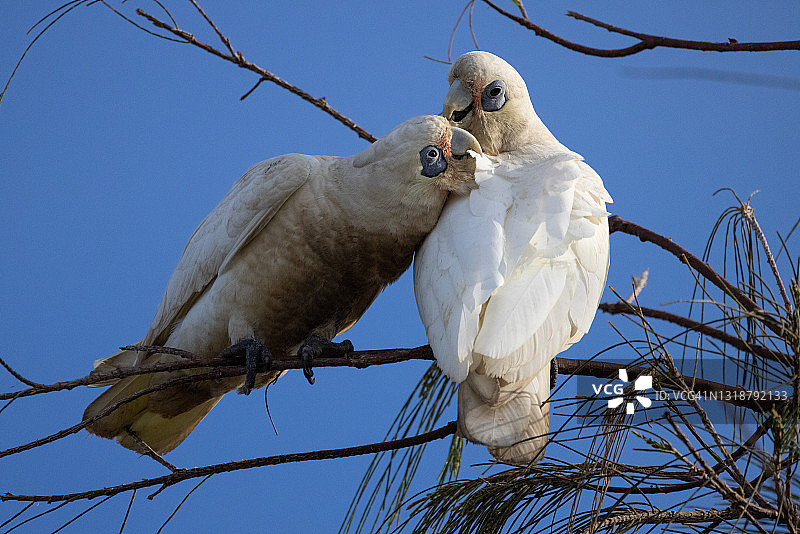 小葵花凤头鹦鹉图片素材