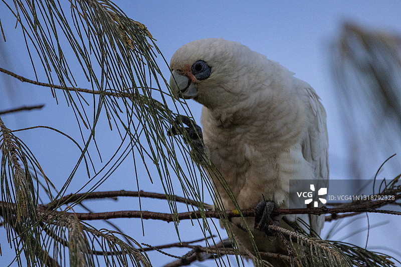 小葵花凤头鹦鹉图片素材