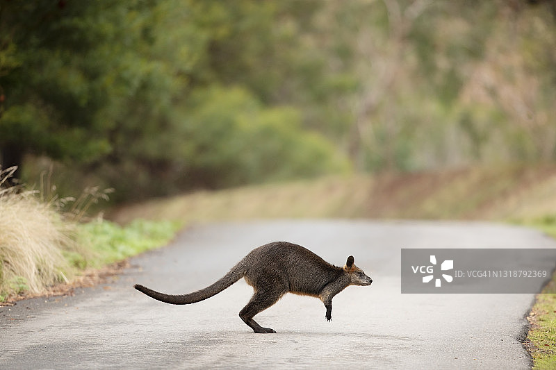 沼泽沙袋鼠过马路图片素材