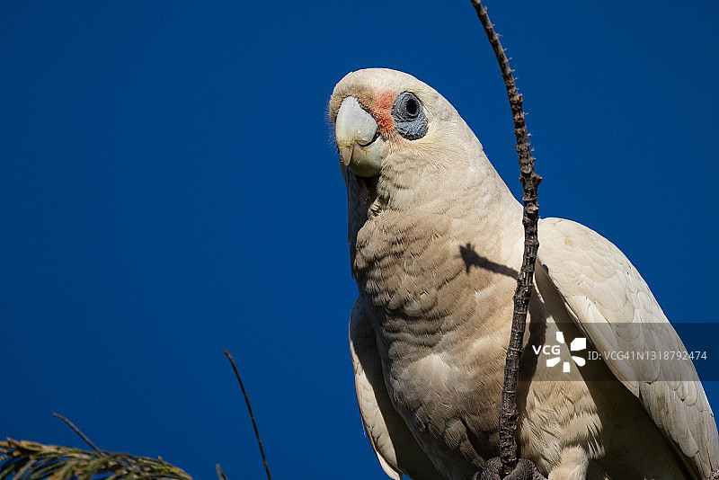 小葵花凤头鹦鹉图片素材