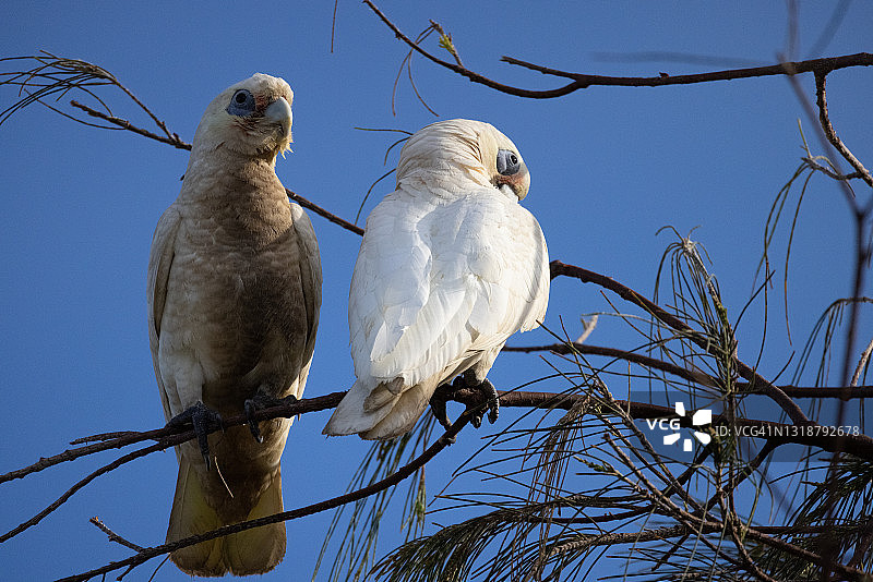 小葵花凤头鹦鹉图片素材