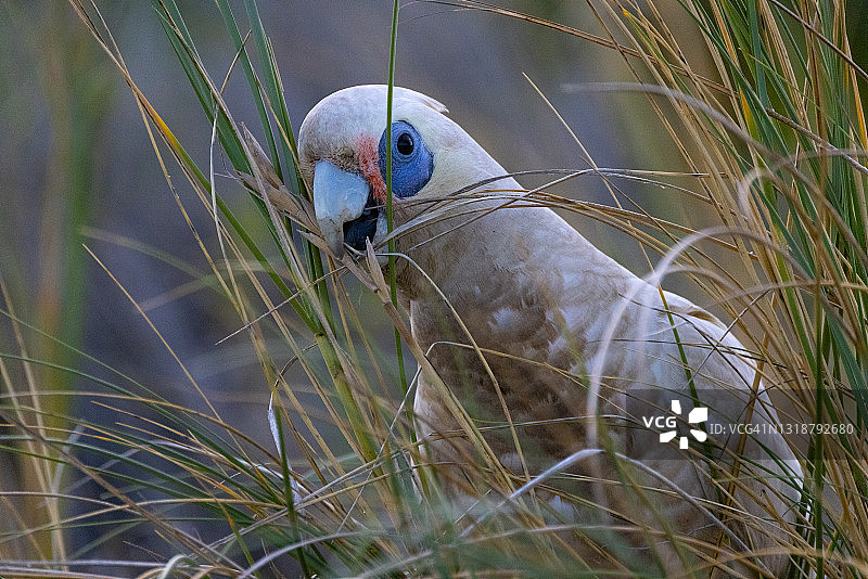 小葵花凤头鹦鹉图片素材
