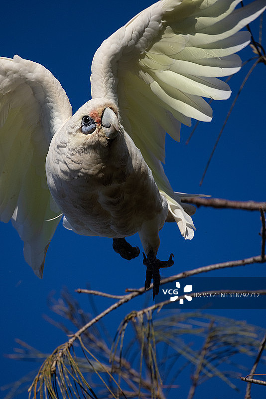 小葵花凤头鹦鹉图片素材