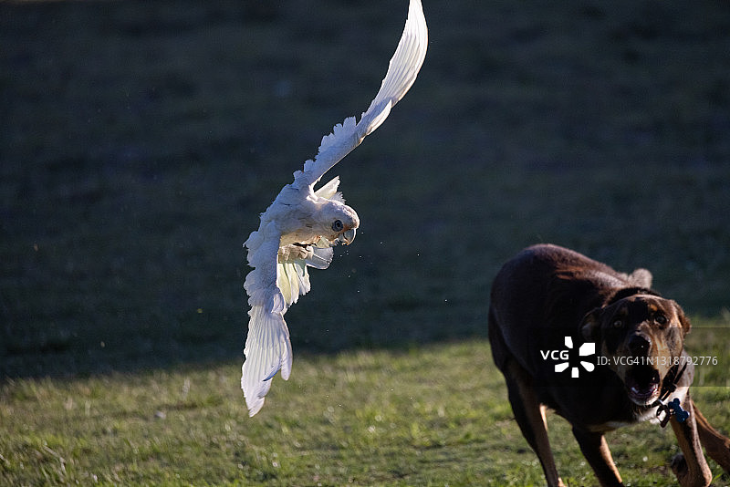 狗追逐小葵花凤头鹦鹉图片素材