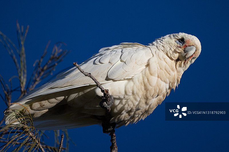 小葵花凤头鹦鹉图片素材