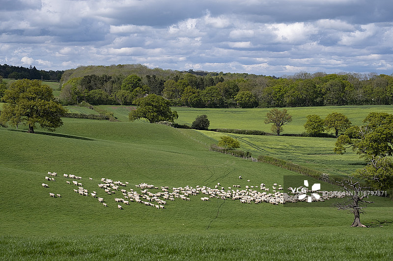 乡村环境中的羊群图片素材