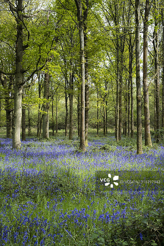 林地蓝铃花图片素材
