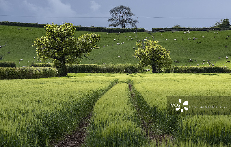 玉米田中的拖拉机车辙图片素材