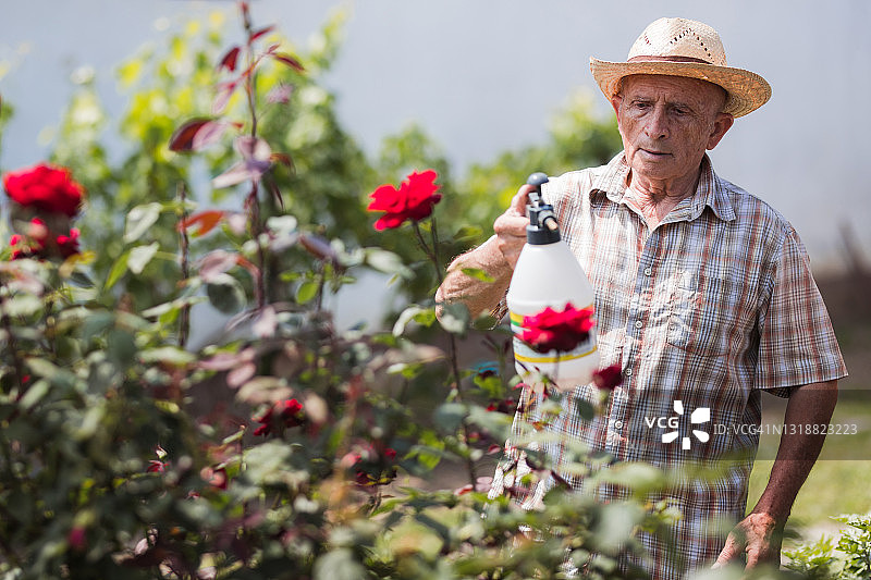 老年农民使用液体肥料给玫瑰施肥图片素材