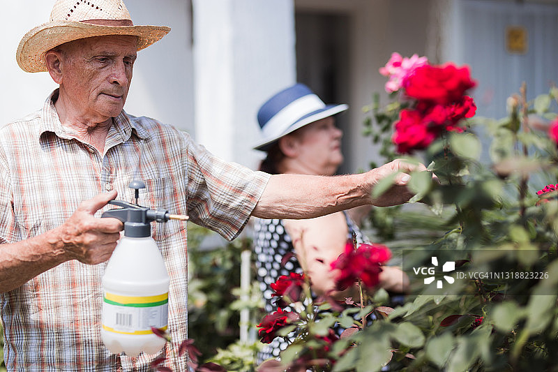 年长的农民在摆弄玫瑰花图片素材