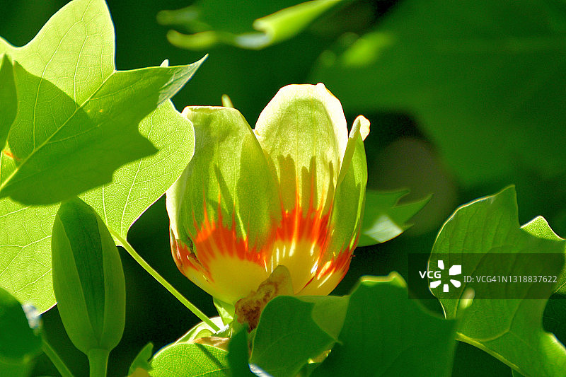 郁金香树花图片素材