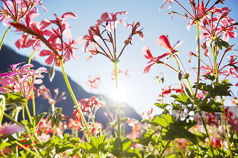 在阳光下仰望鲜花图片素材