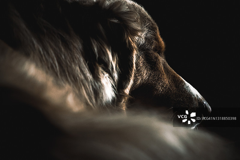 澳大利亚牧羊犬图片素材