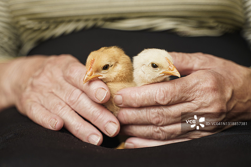 两位年长的女农民手中拿着两只可爱的小鸡，小鸡兄妹图片素材