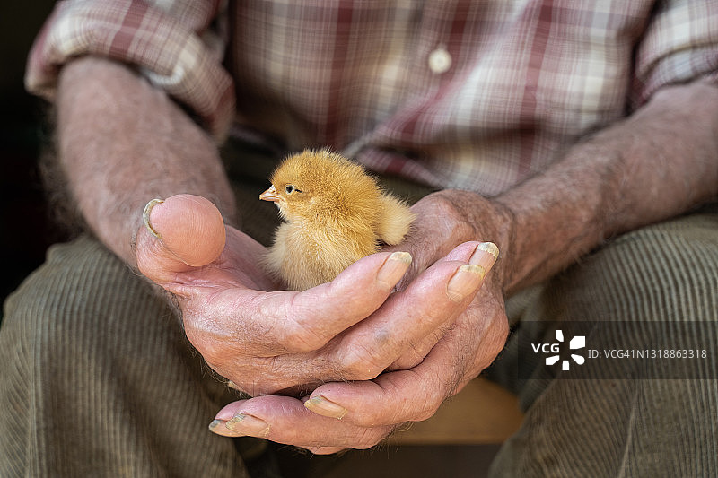 老年农民手中的可爱小鸡图片素材