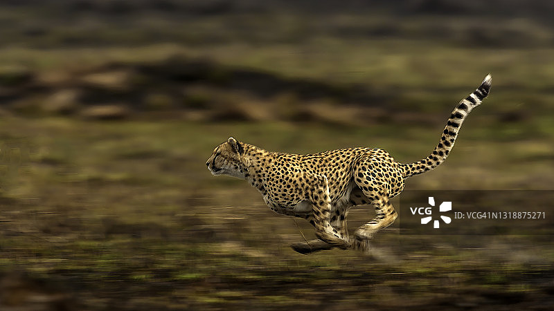 猎豹在马赛马拉高速追逐猎物图片素材